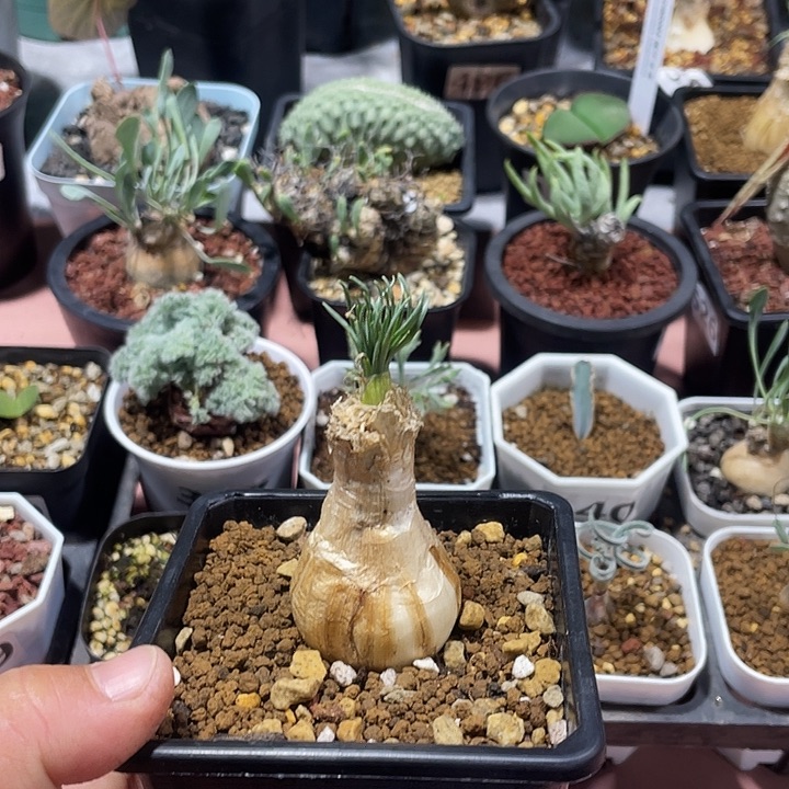 314产地GG弹簧草块根