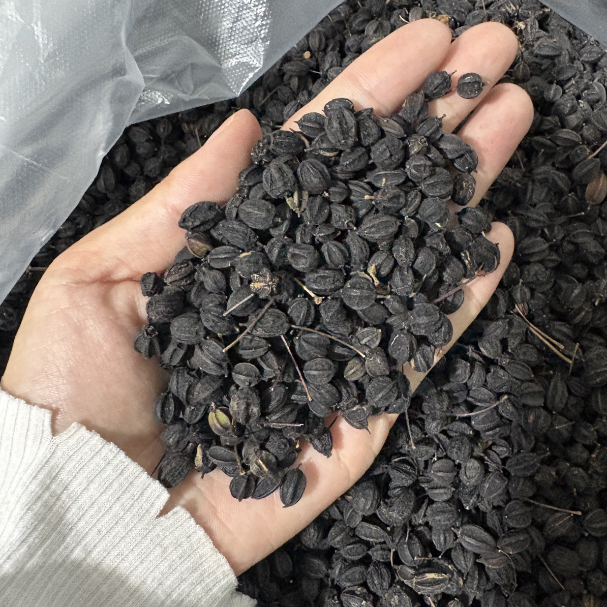 黑龙江野生刺五加籽 自然晒干 泡水泡酒