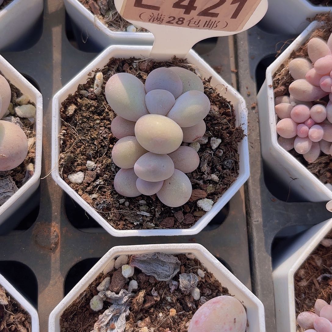 E421奶酪一物语拍