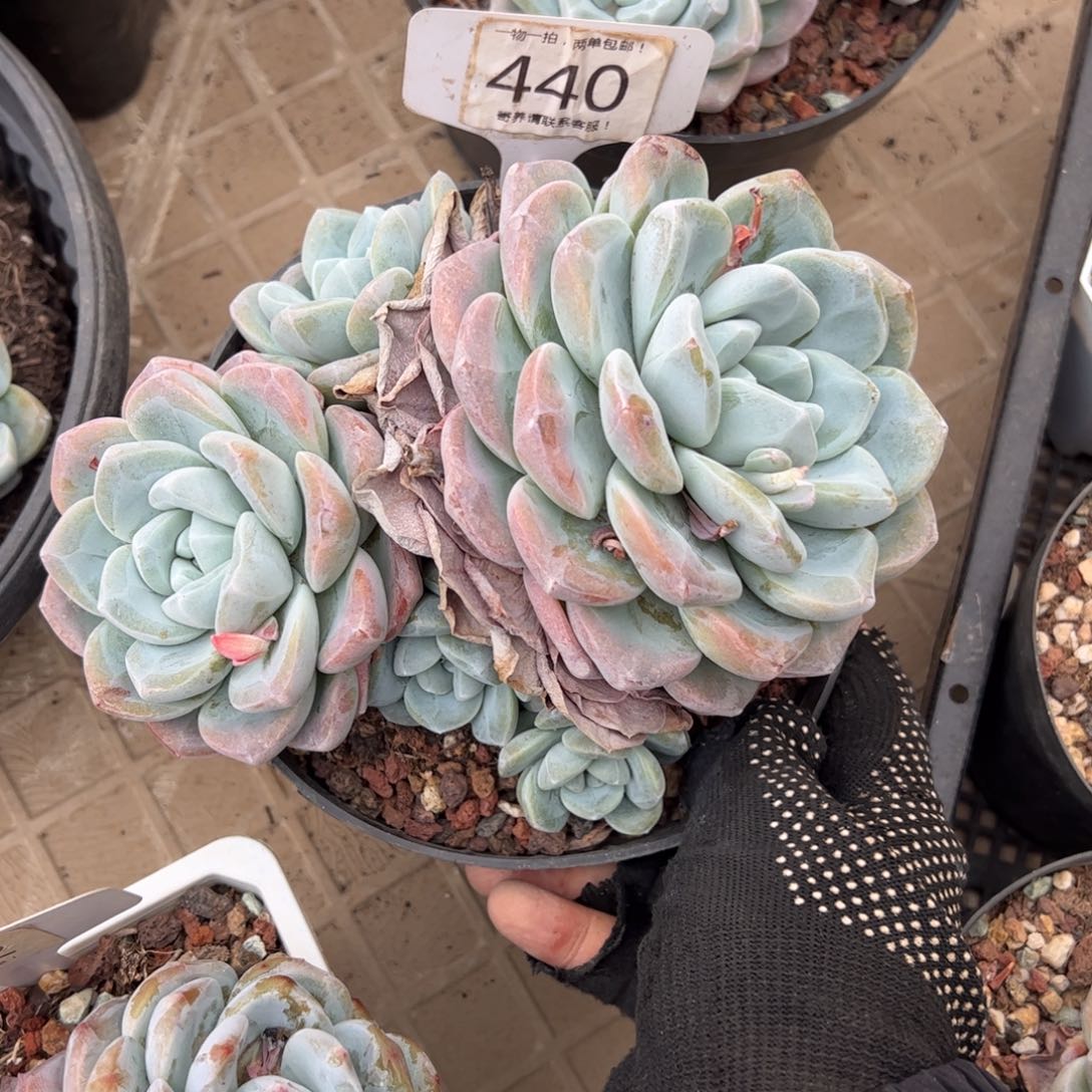 (****笑440号多肉植物