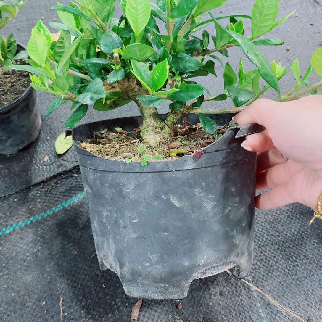 红陶想****7法莲栀子花