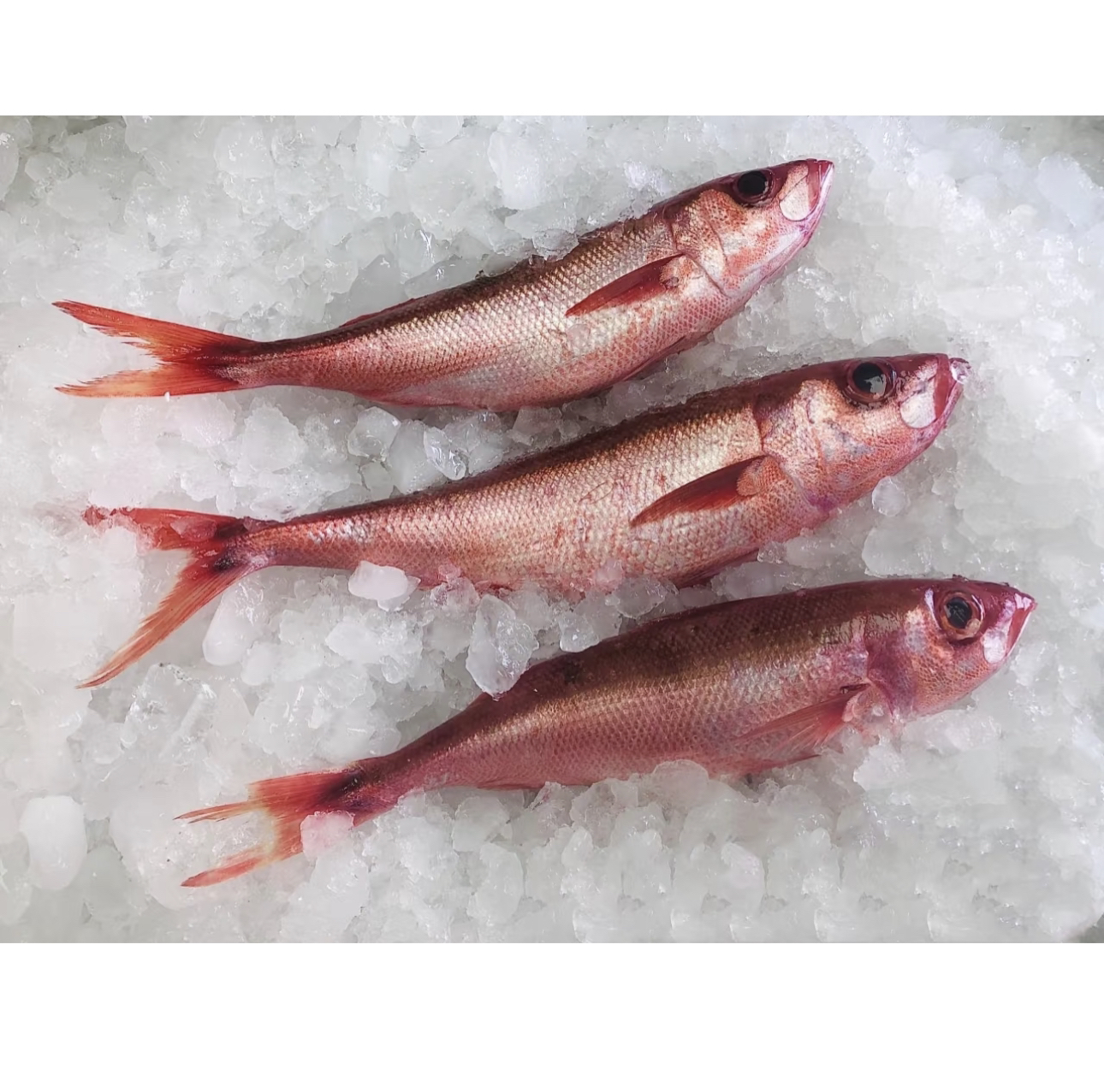 野生紫鲷鱼 特别难有 肉质嫩香油脂丰富 营养价值特别高