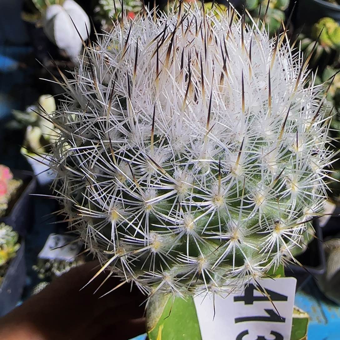 白针玉413仙人球