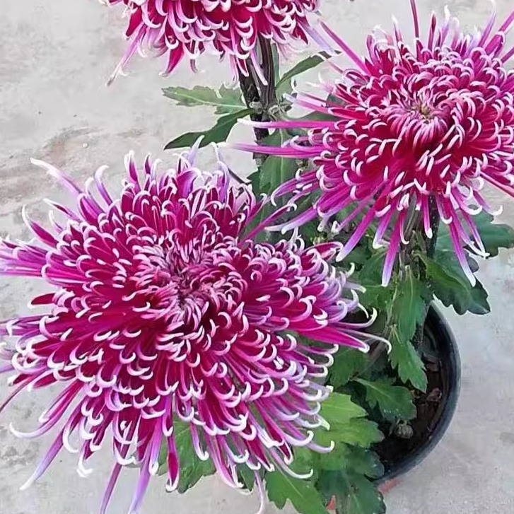 【 紫龙卧雪】大花富贵菊花盆栽九月菊 开花漂亮耐寒