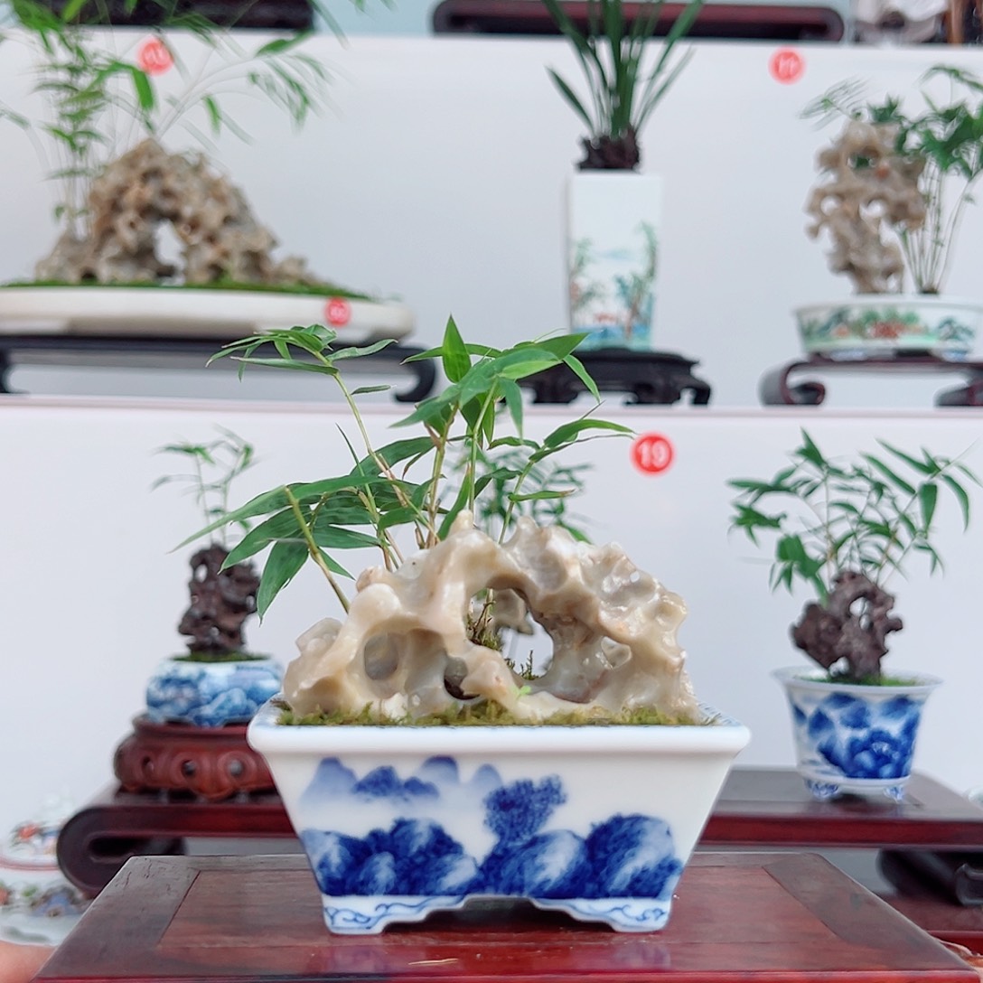 M***n无花朵盆景，凤尾竹，玉玲珑