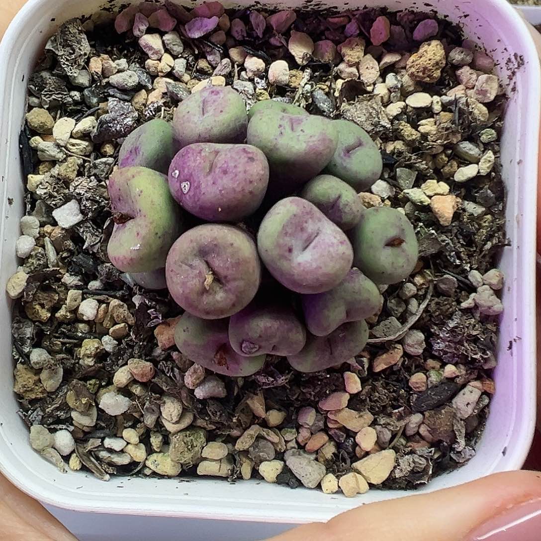 红嘴群生带盆土发货