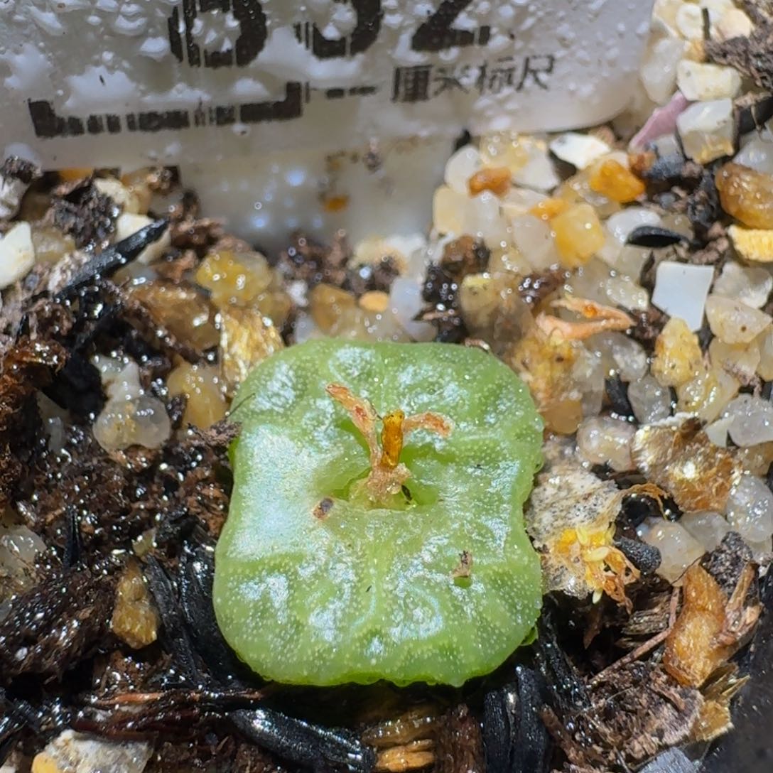 Ssss精品生石花832方烧卖