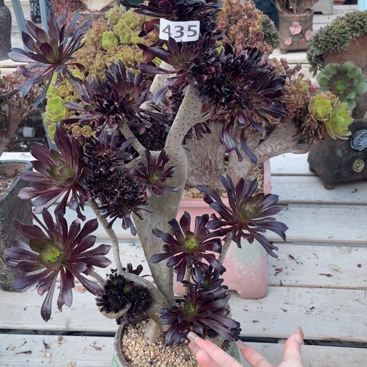 多肉的大长鼻啊呜呜太绝啊