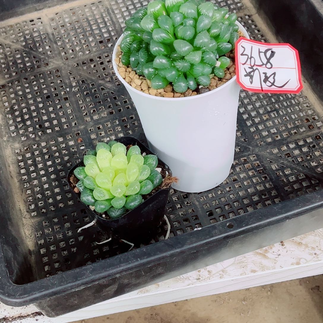 糯姬玉露琥珀玉露