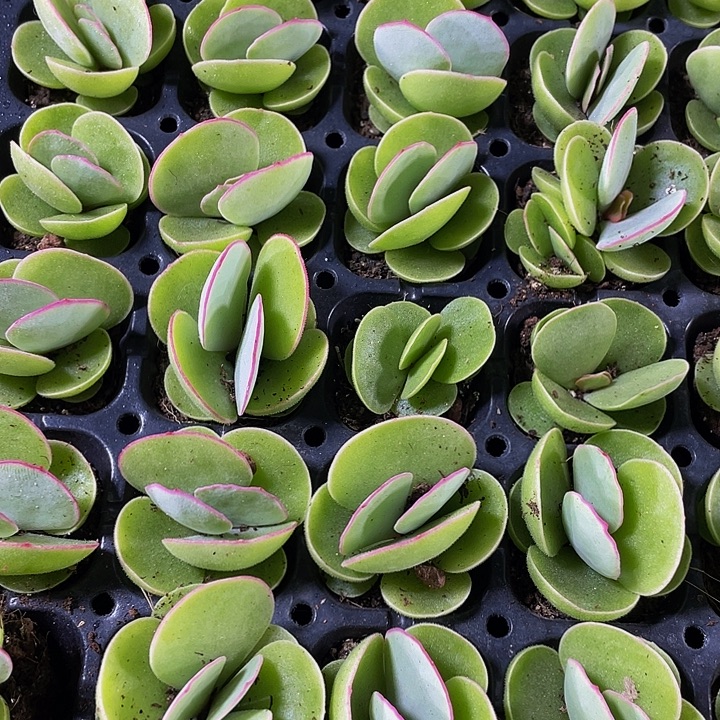 小白眉1元带土发货