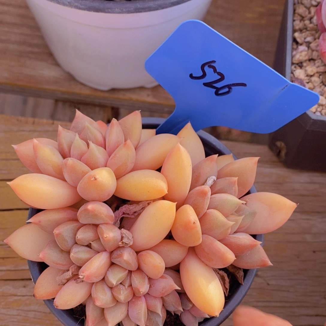 精品多肉，一物一拍，看准下单