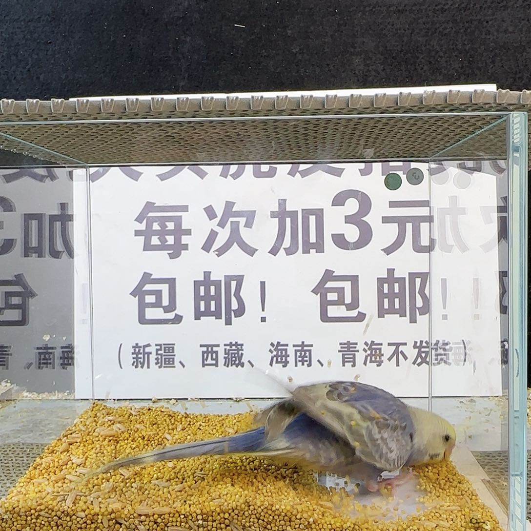 虎皮鹦鹉金彩金彩