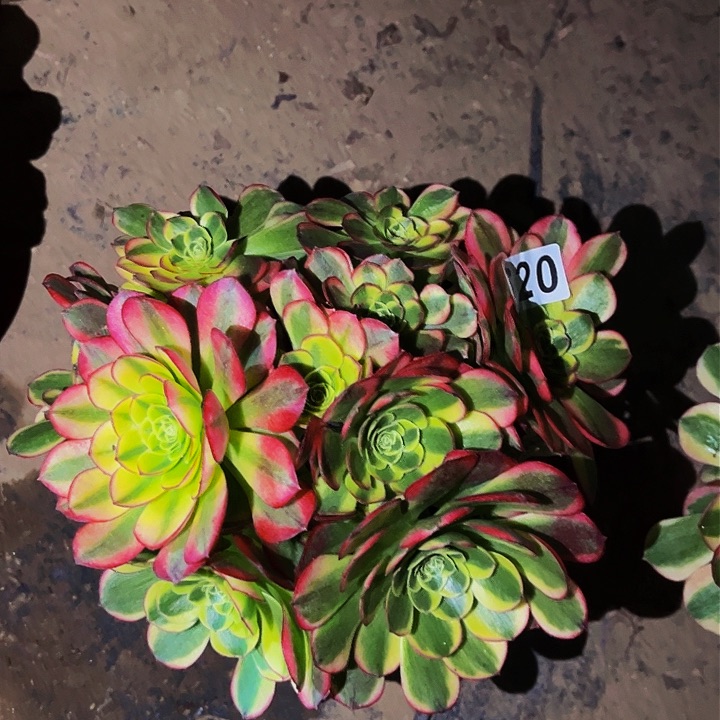 620奶白宽锦多肉植物处理不售后