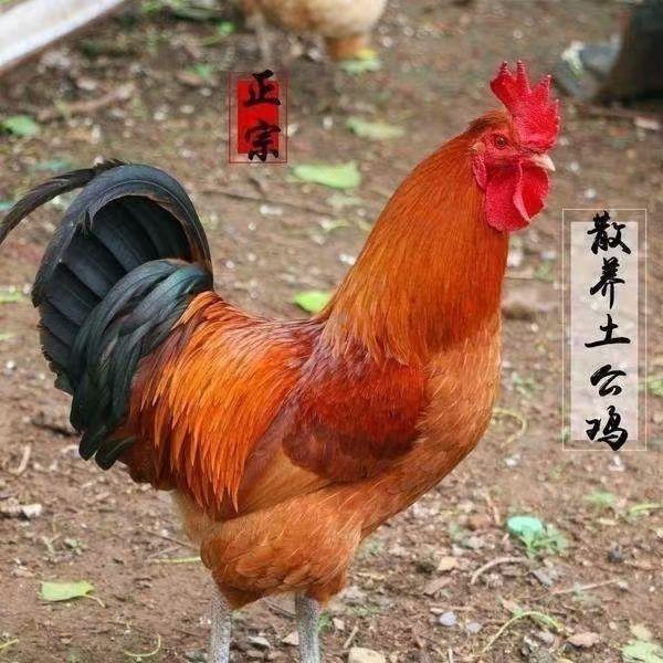 纯粮散养农家大公鸡正宗土鸡宝莲灯溜达鸡走地鸡活鸡现杀