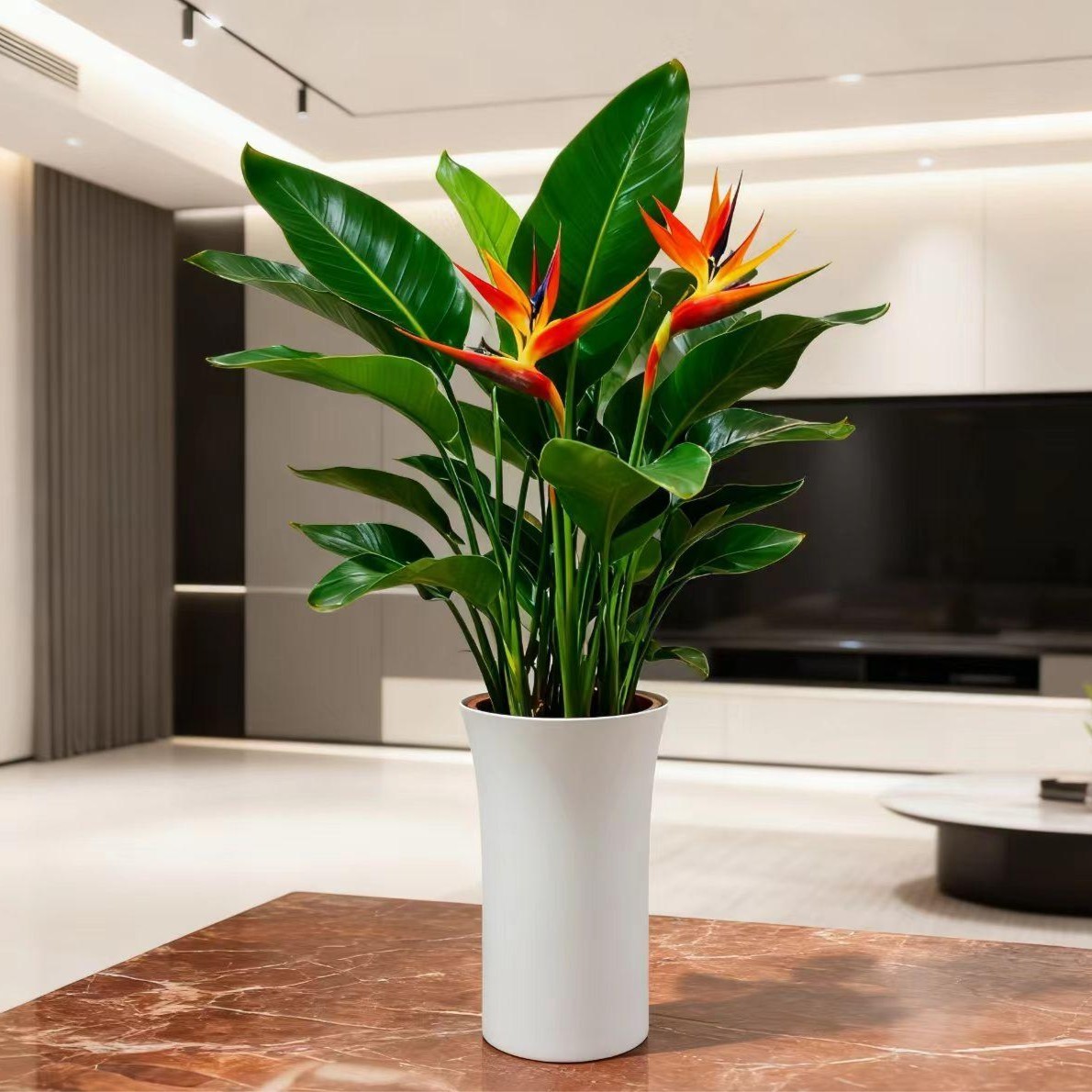 【大型绿植】1.1-1.3米天堂鸟超A级老桩苗盆栽净化空气好养A4