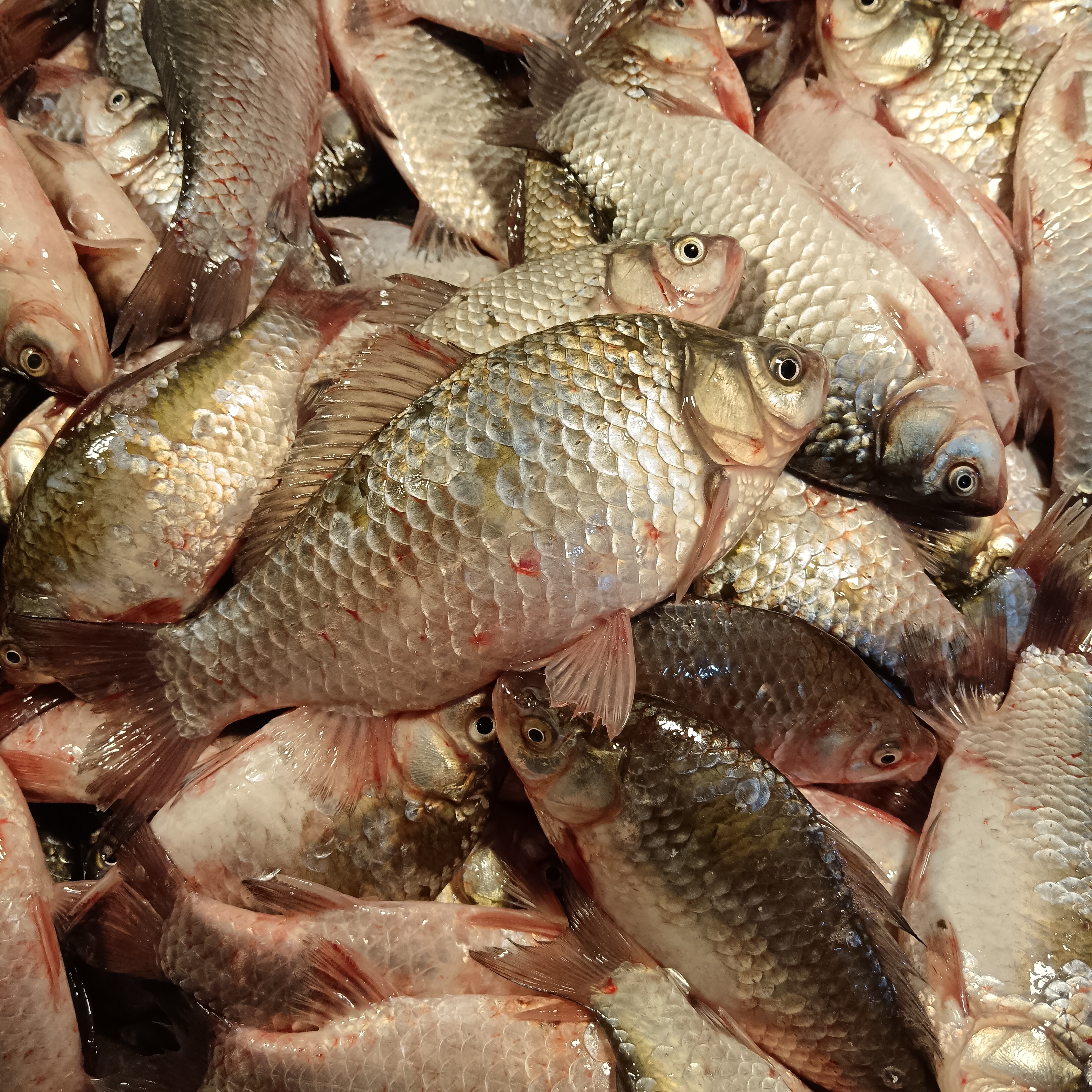 东北冷水野生鲫鱼5斤顺丰包邮