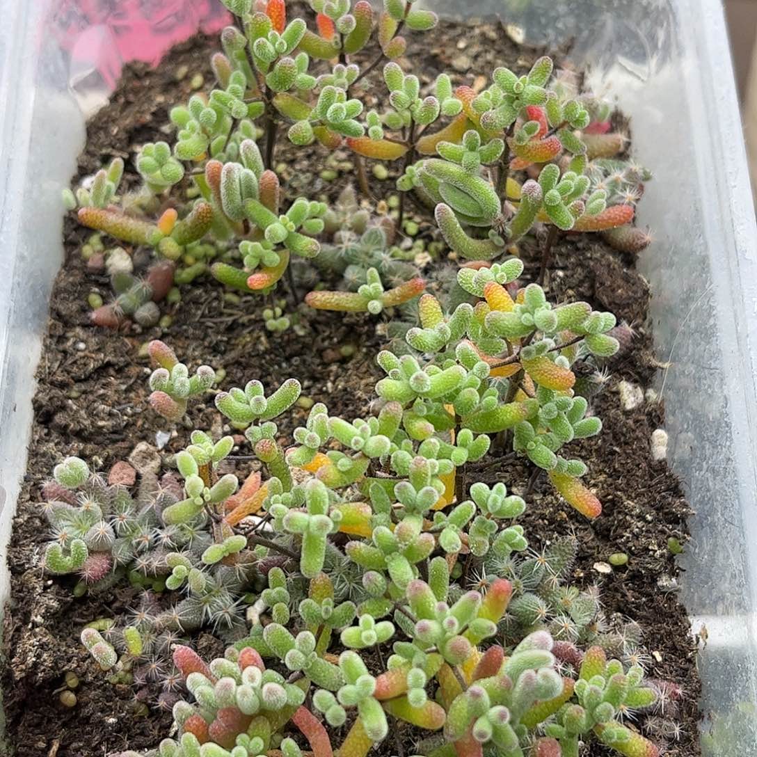 29混播切糕优选枝干番杏