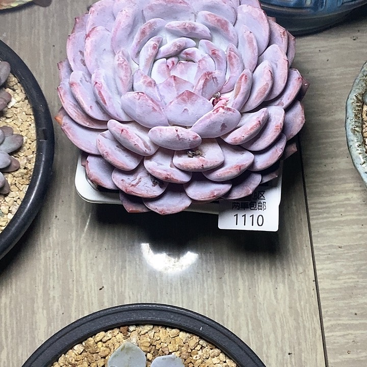 【闪购商品】1110多肉植物盆栽