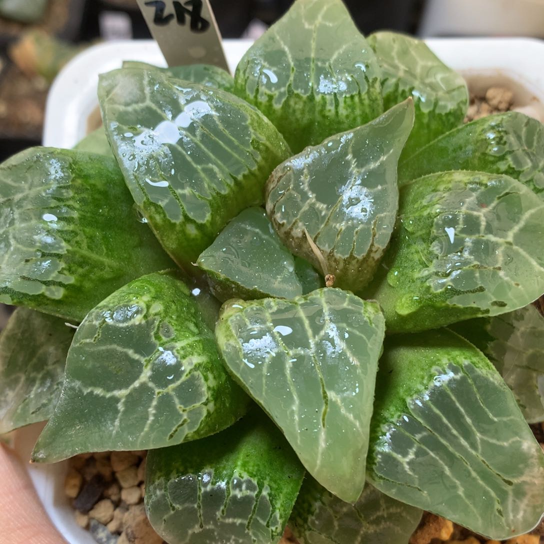 绿幽灵带盆土发货