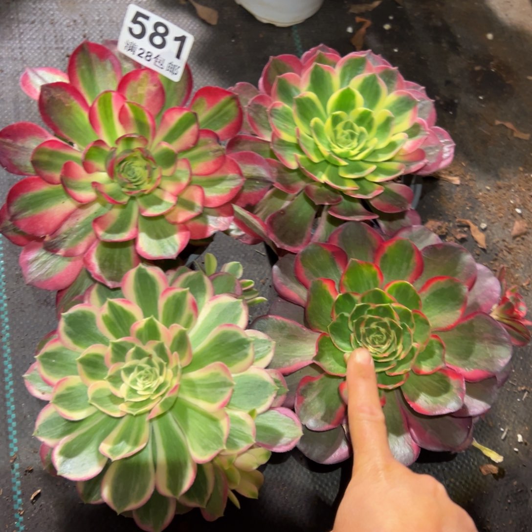 用***8多肉植物581四颗的