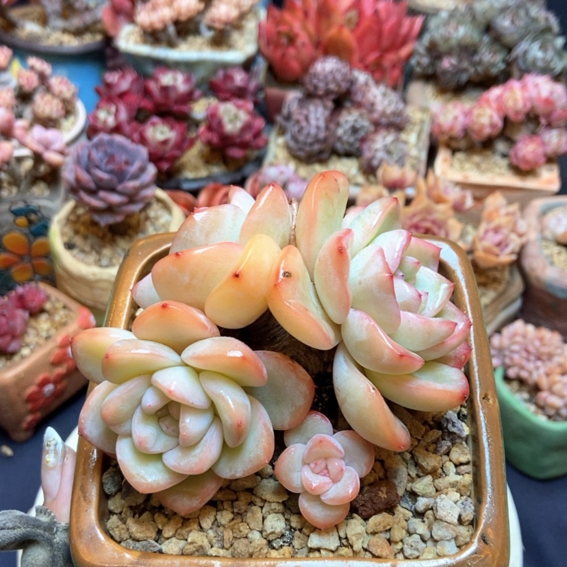 【闪购商品】草莓泡芙