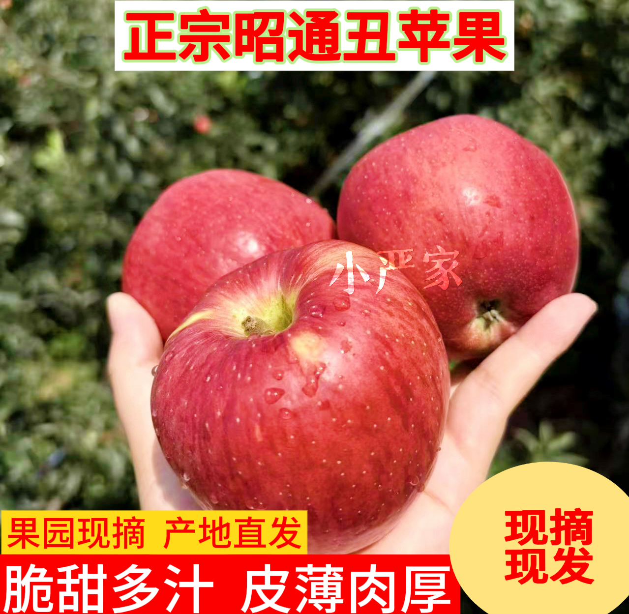 正宗云南昭通苹果新鲜甜蜜丑苹果原产地现摘脆甜好吃营养多汁肉厚