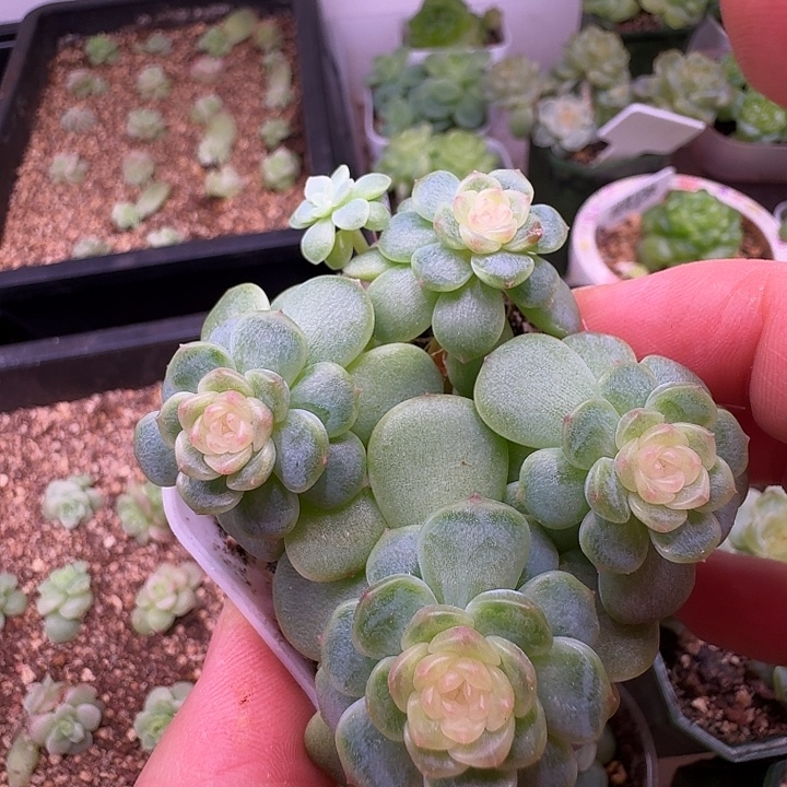 西米露5头朵朵群福利