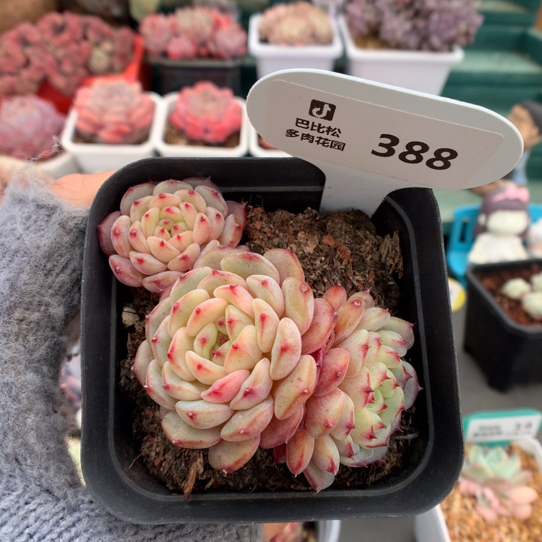 388白胖子多肉植物