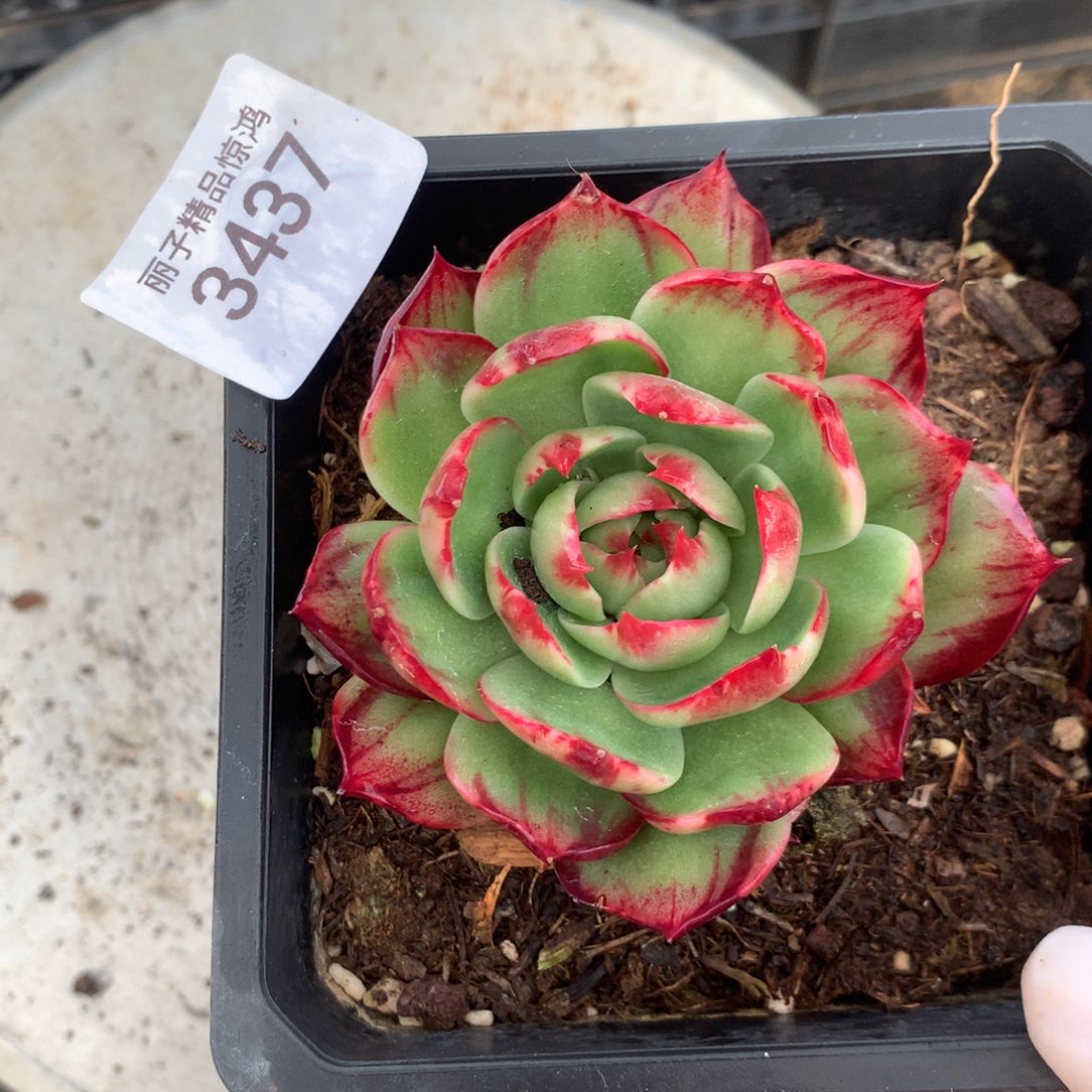 3437一物一拍8厘米