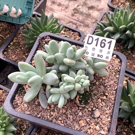 白兰地161 亏本处理退款拉黑7-8天发挥