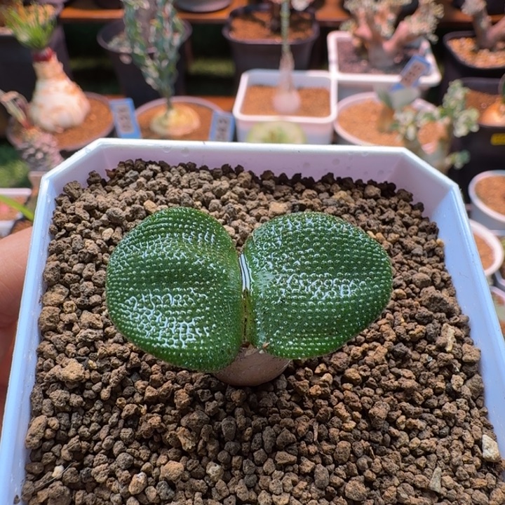 Y***咘钢锉灯台百合985 仙人球