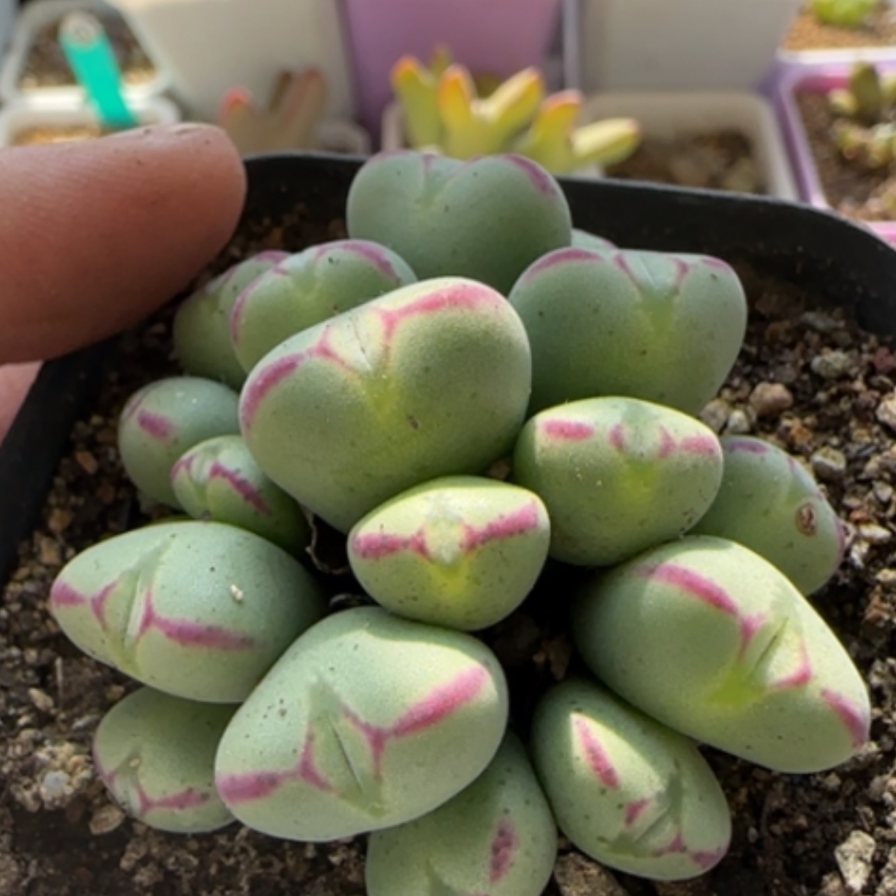 【闪购商品】8114    