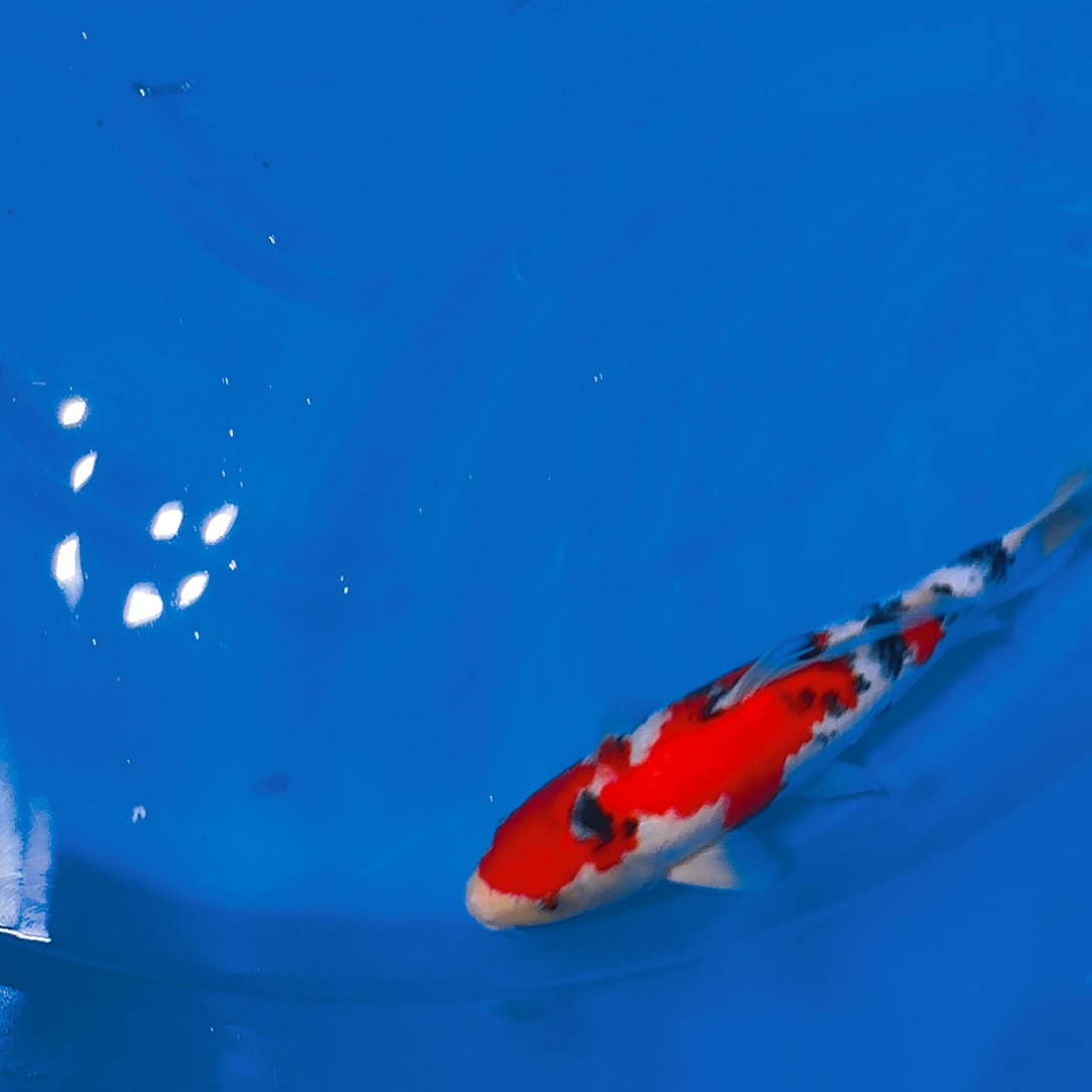 锦鲤大正专拍链接