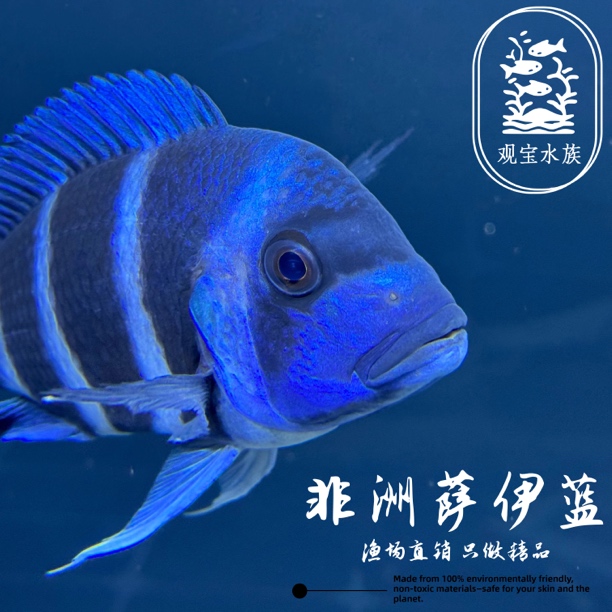 非洲野生萨伊蓝 热带淡水观赏鱼