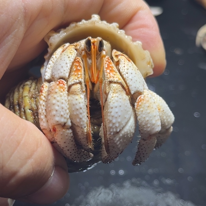 .***.毛球3.1口径，祎缘