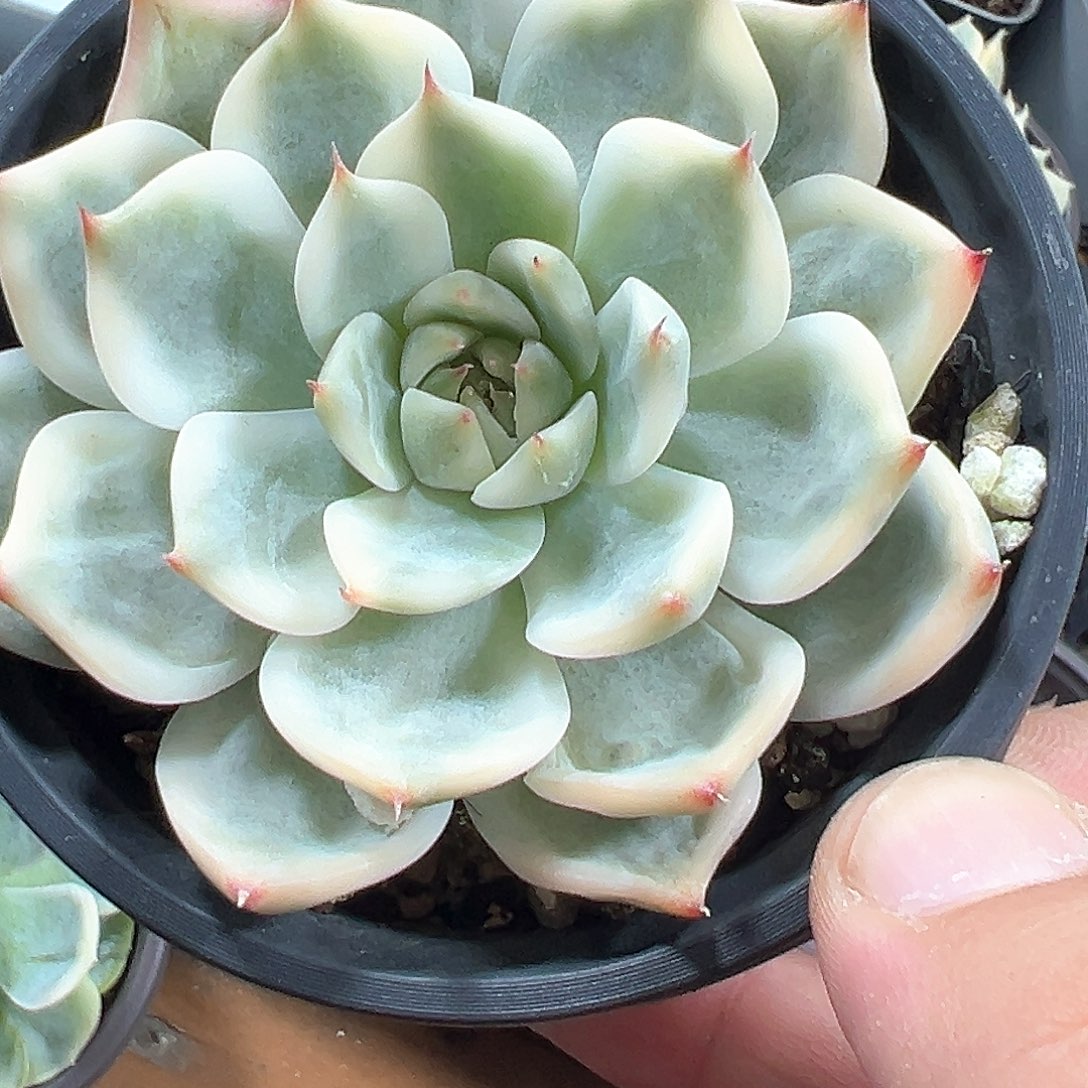 吉娃娃锦小方花圃一单包邮非偏远
