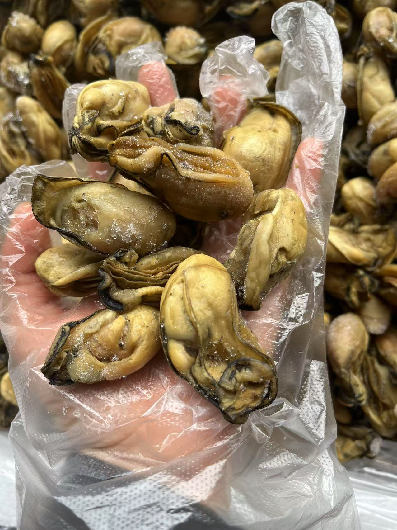 [三妹专线]汕尾本地金蚝