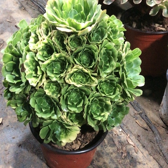 用***2无花朵五彩琉璃法师多肉植物124号有伤