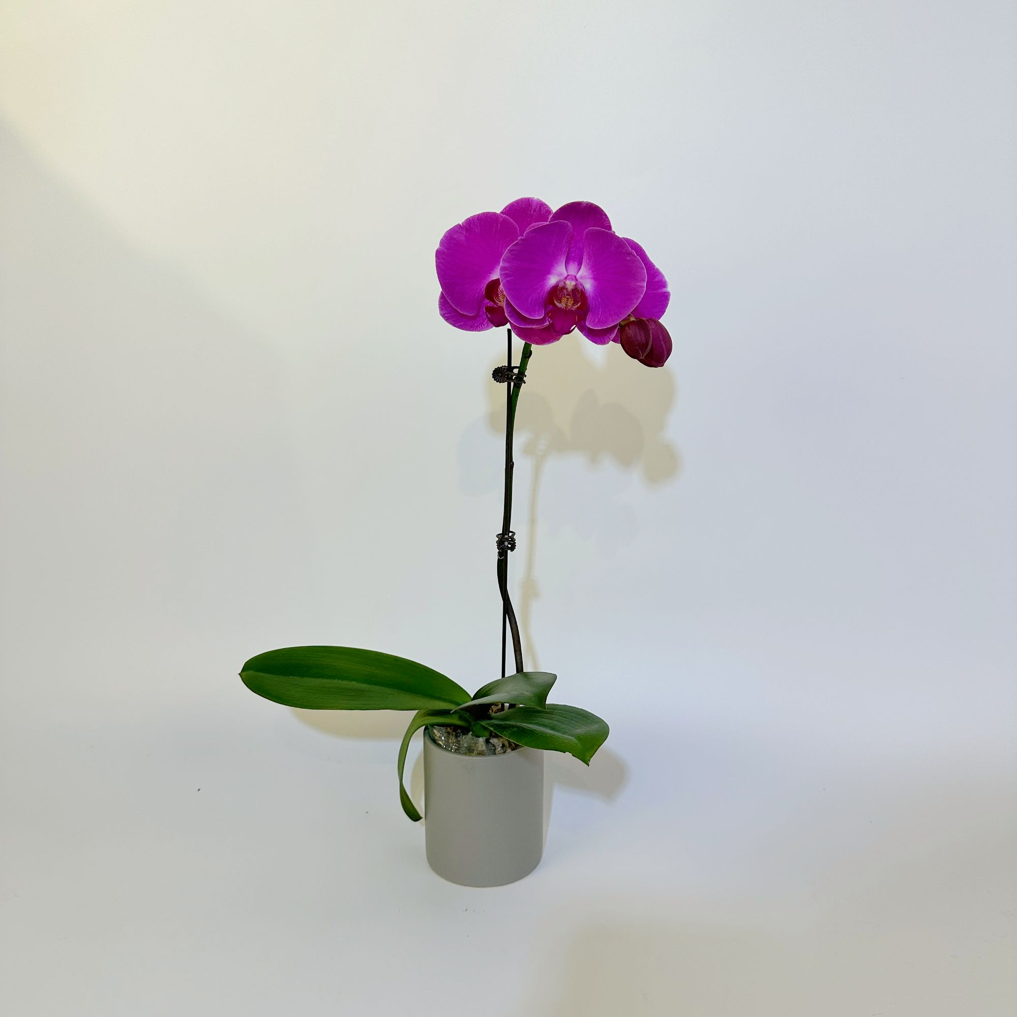 【粉宝图】蝴蝶兰花卉绿植美观趣味客厅家里简易办公室养护蝴蝶兰