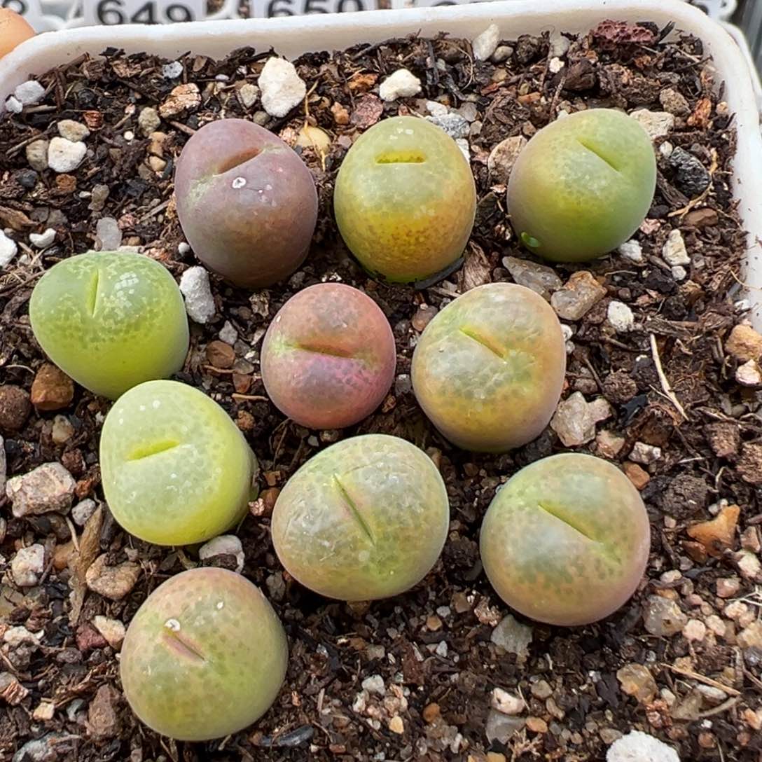 1.12好看的多肉666