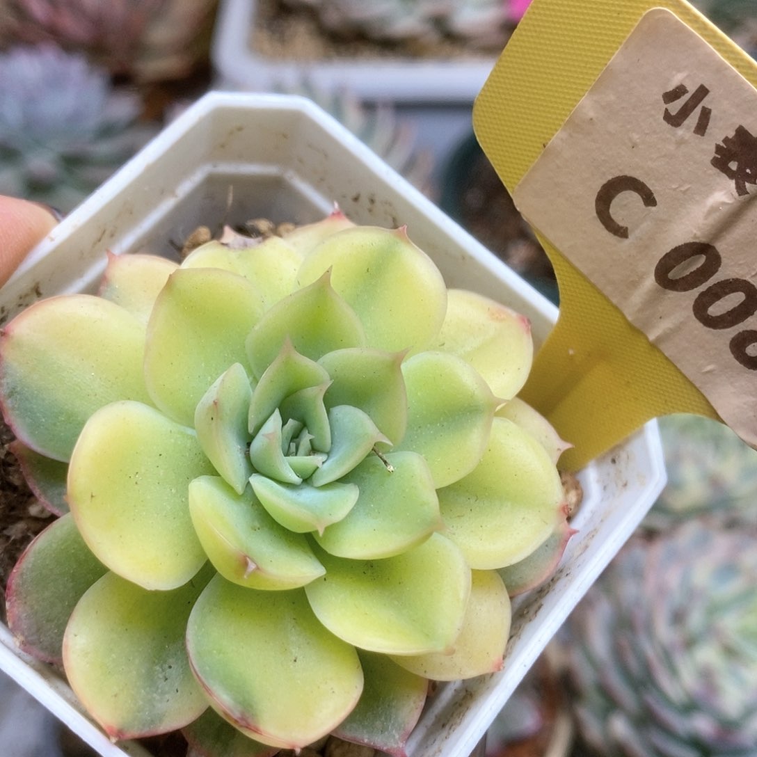 080武仙座锦锦锦锦锦锦