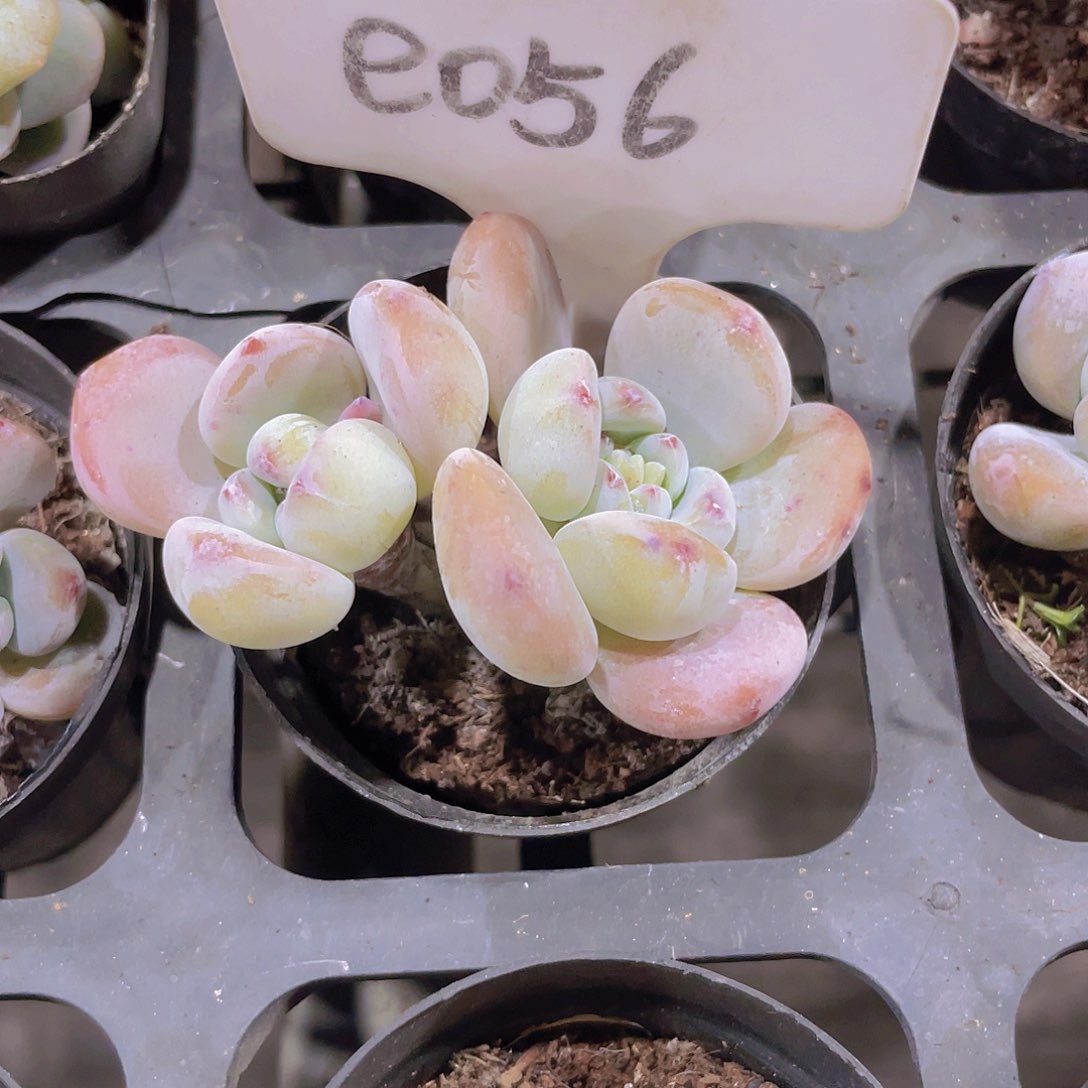 `****多香水e056一物一拍