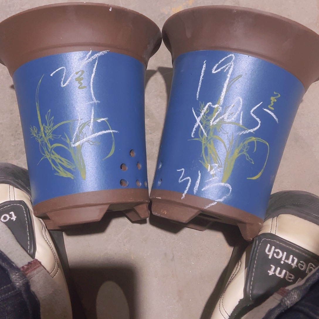 紫砂31……………………………………