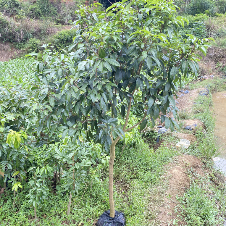 源客行绿途精品果树苗直播间一物一拍