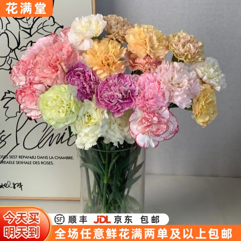 【次日达·混色康乃馨】混色康乃馨十枝·鲜切花·生活鲜花·全场两单顺丰包邮·基地直发·混色康乃馨批发·次日达