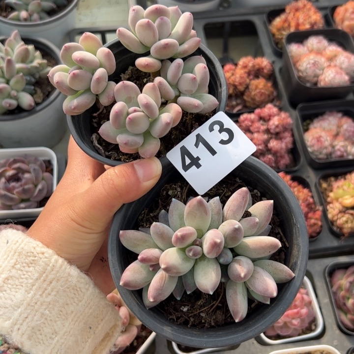 小*413 多肉植物组合盆栽