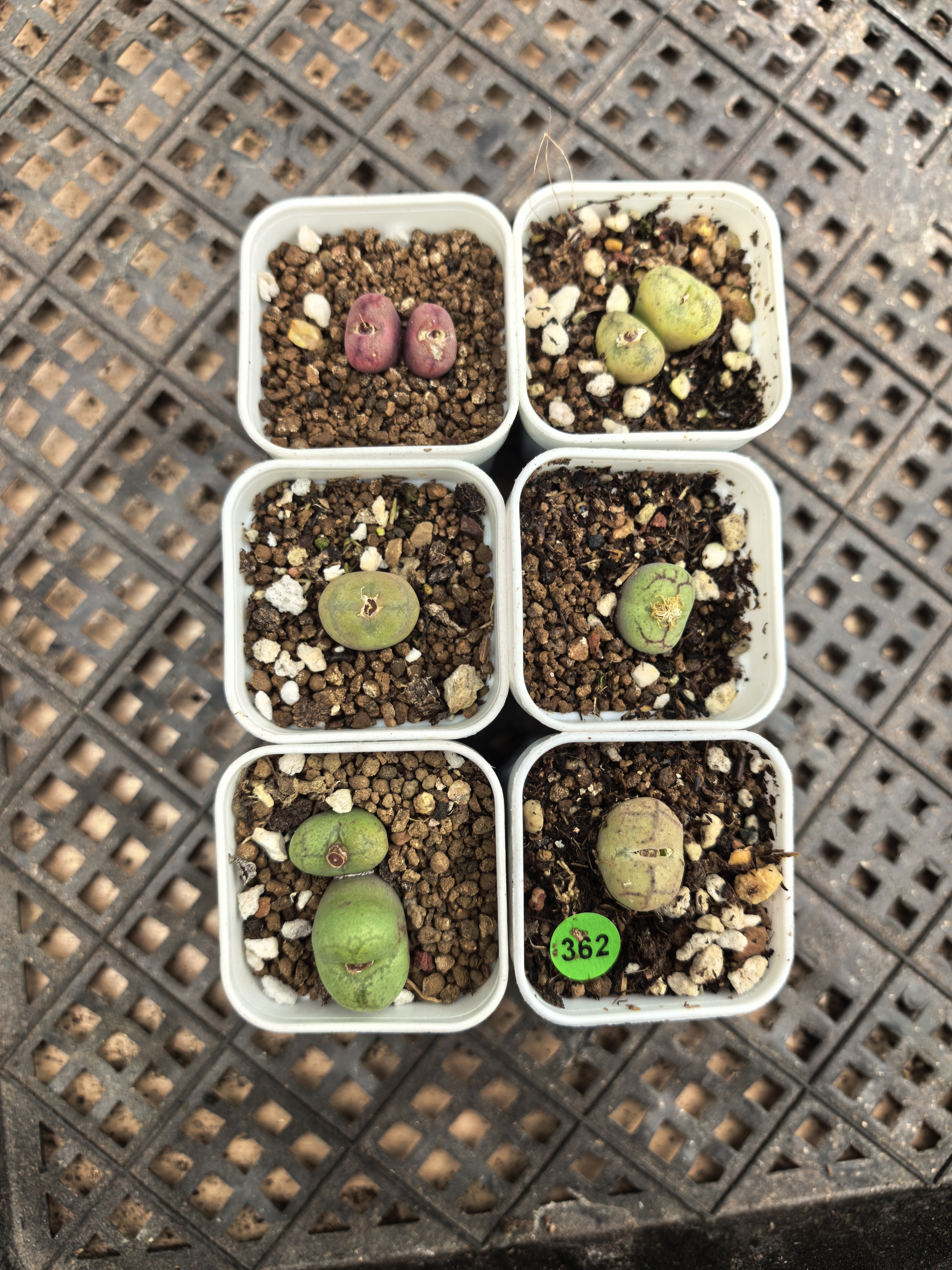 杂交6颗福利多肉