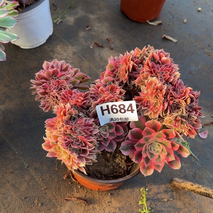 瑞妈，，。。。。684女巫缀