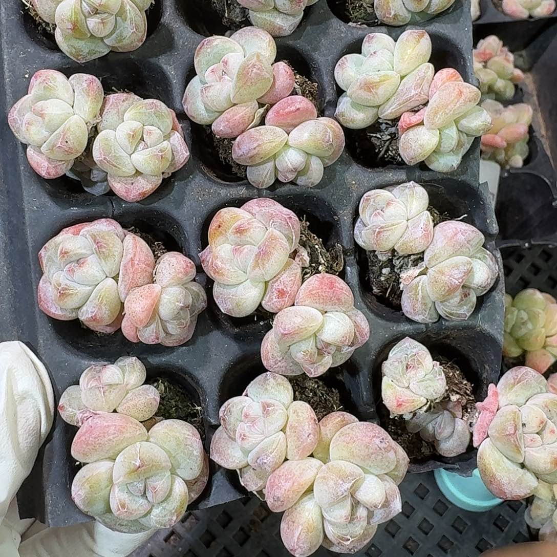 56 号到手1框～一物一拍