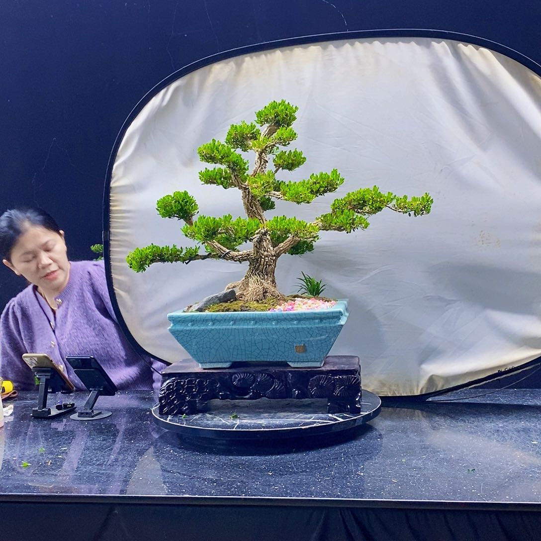 无花朵黄杨盆景造型